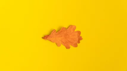 Fotobehang Dry yellow autumn oak leaf isolated on yellow background. Decoration element with copy space. © Vasily Merkushev