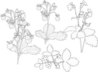 four strawberry plant outlines isolated on white
