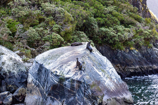 3 seal colony resting on a big rock seen along the ferry trip through the Milford Sound on the South Island of New zealand.