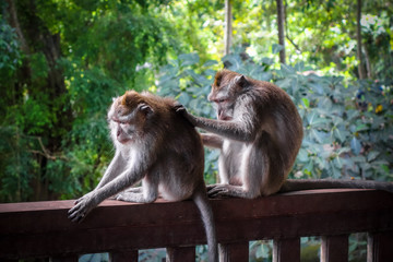 Monkeys in the Monkey Forest, Ubud, Bali, Indonesia