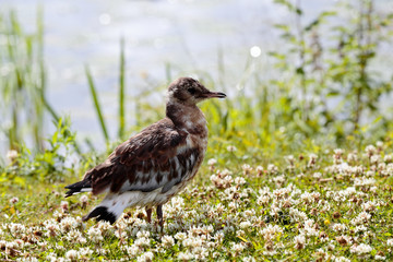 A young common gull on a sunny day