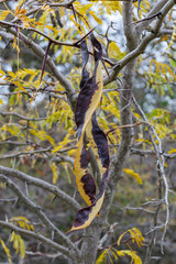 Gleditsia triacanthos. Vainas con semillas del árbol acacia tres espinas.