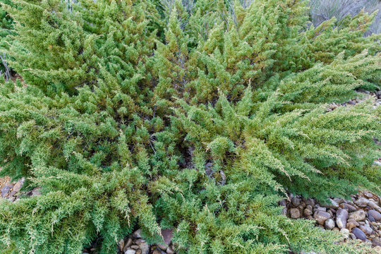 Juniperus horizontalis. Enebro rastrero. Sabina rastrera.