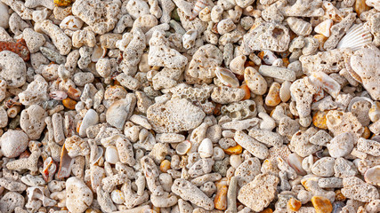 coral and shell beach texture for summer background, full hd ratio, 16 x 9