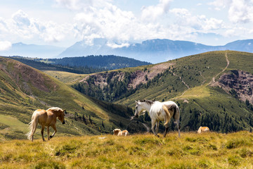 Alpenpanorama mit Pferden