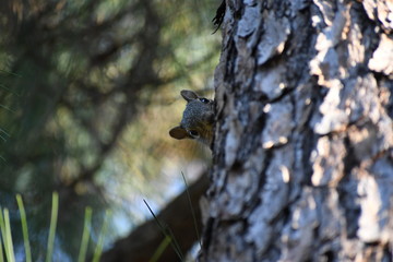 squirrel on a tree