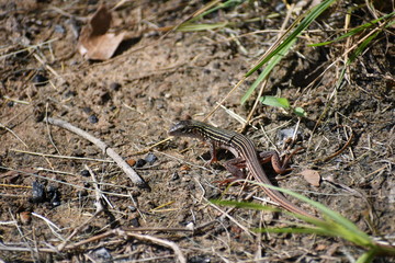lizard on dirt