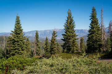 Treeline and Mountain Ridge at Giant Sequoia National Monument
