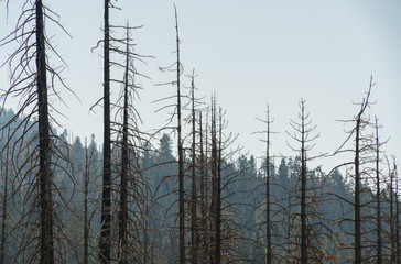 Fire Damaged Forest at Giant Sequoia National Monument