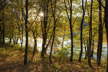 Walk in the autumn woods