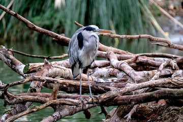 Graureiher (Ardea cinerea)