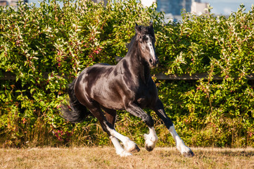 Amazing black with white cart horse stallion gallop freely in the paddock during summer time....