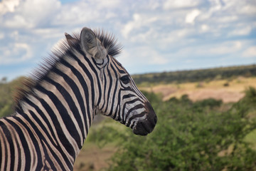 Fototapeta na wymiar zebra in the wild in South Africa