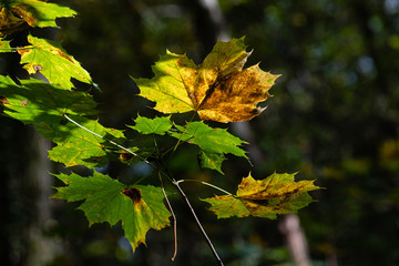 Feuilles d'automne 
