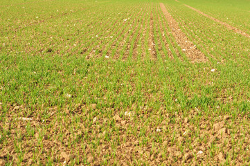 rows of young cereal plants in a field