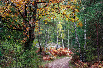 forest path in autumn season. Fontainebleau forest
