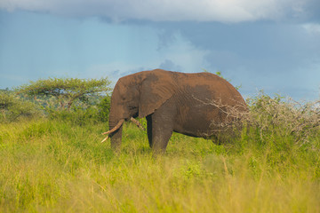 Fototapeta na wymiar elephant in South Africa