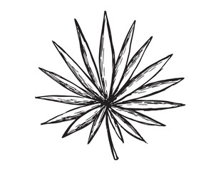 Naklejka premium Tropical palm hand drawn illustration