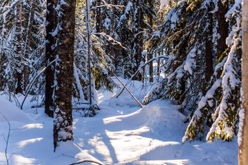 Fototapeta premium Path in the coniferous forest