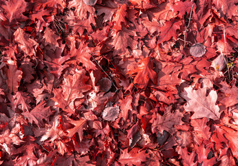 Fallen oak leaves are covered with a rustling carpet. Autumn colors. Texture. Background.