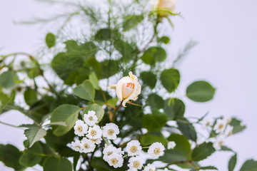 Bouquet with green leaves and white roses
