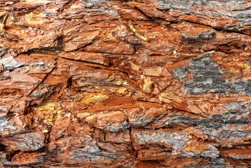 Embossed texture of pine bark. Background.