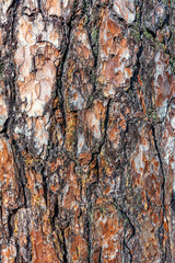 Embossed texture of pine bark. Background.