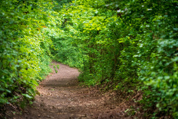 Trails at Indiana Dunes National Park
