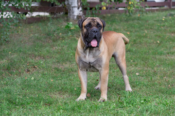 Obraz premium Cute bullmastiff puppy is standing on green grass in the autumn park. Pet animals.