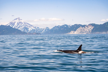 Tail of a humpback whale in front of a sail boat