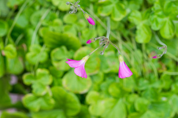 plant leaf, close-up view details with pink flowers