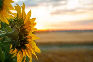 Foto op Plexiglas High-oleic zonnebloem groeit in Oekraïne op het veld. Landbouw waar zonnebloemen worden verbouwd. Ochtendlandschap met zonsopgang en felle zon. Cultuur voor de productie van plantaardige olie. © malshak_off