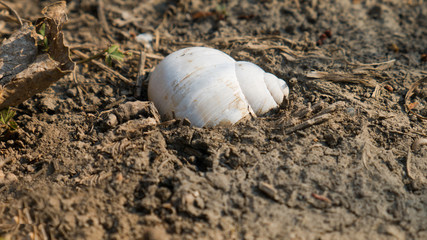 Fototapeta na wymiar Single white snail shell in the ground.