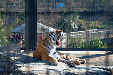 あくびをする虎