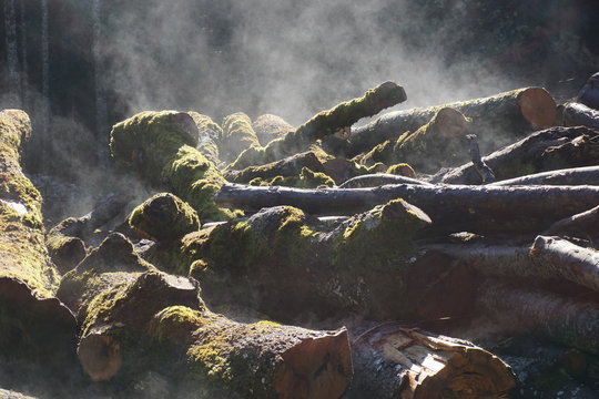 dampfender Holzstapel, Holzhaufen in dunklen Wald
