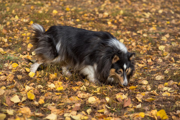 Cute scotch collie is walking on yellow leaves in the autumn park. Pet animals.