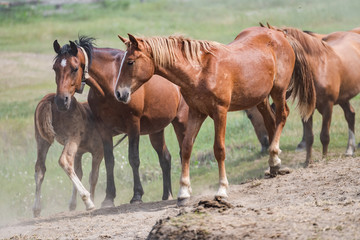 Red horse with long dark mane rearing up in dust