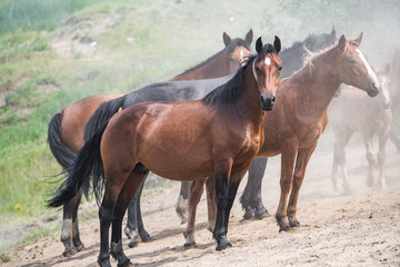 Red horse with long dark mane rearing up in dust
