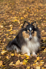 Cute scotch collie is sitting on yellow leaves in the autumn park. Pet animals.