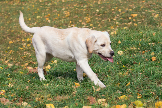 Cute labrador retriever puppy is walking on yellow leaves in the autumn park. Pet animals. Two month old.
