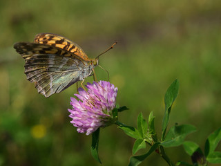 butterfly on lucerne flower