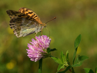 butterfly on lucerne flower