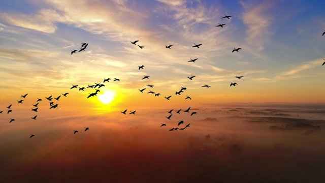 Graceful Flock of Geese Flying in Slow Motion in amazingly colorful foggy sunrise background