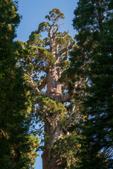 General Grant Tree in Kings Canyon National Park