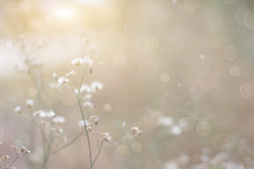 Forest flowers grass meadow with wild grasses,Macro image with small depth of field,Blur background