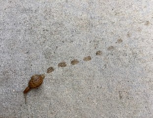 a snail move leaving its slime trail on the road