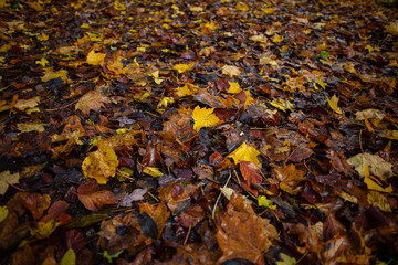 A yellow leaf is lying among other yellow, orange and brown leaves lying on the forest road in a rainy autumn day. Selective focus. Autumn wallpaper. Forest wallpaper.