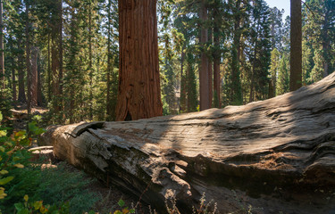Huge Log at Kings Canyon National Park