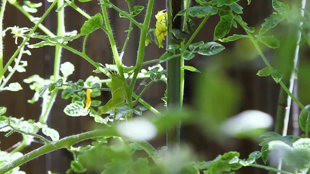 Catching a giant gray bird grasshopper that is camouflaging itself on a green tomato plant in an organic garden. The hands of the gardener come in and grab the insect off of the vegetable plant. 