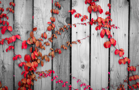 Red ivy climbing on wood fence. Creeper plant on gray and white wooden wall of house. Ivy vine growing on wood panel. Vintage background. Outdoor garden. Natural red leaves covered on wood panel.